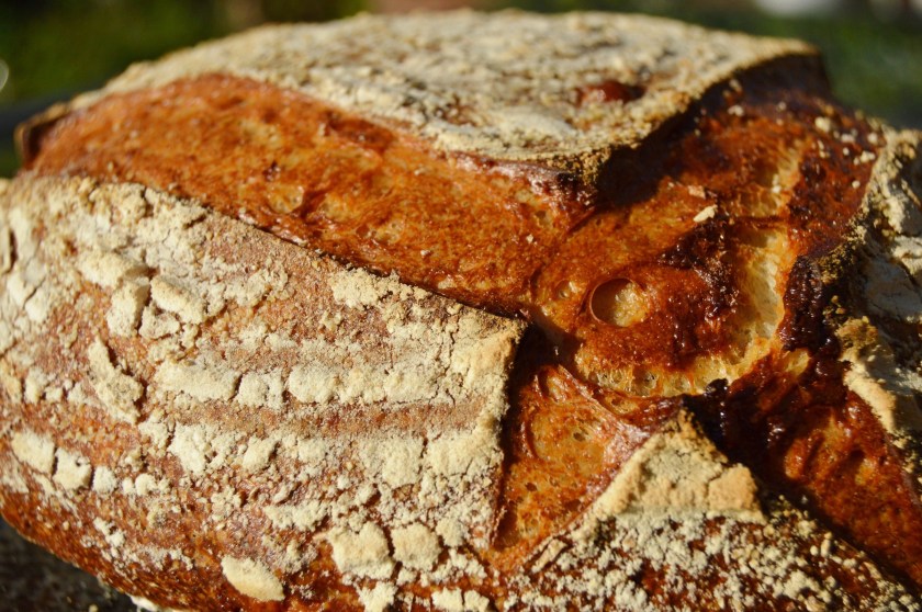 crisp, homecook, home cooking, home cook, cookery, meals, foodie, food, fdblogger, blogger, food blogger, foodblogger, baking, cooking, recipe, philip, philipfriend, philip friend, bakeoff, bake off, great british bake off, GBBO, food, foodie, Britain's Best Home Cook, Britains Best Home Cook, Britainsbesthomecook, bbc, bbc1, bbc 1, television, tv, tv cook, tvcook, tv chef, chef, cook, besthomecook, best home cook, final, finalist, UK, Surrey, dough, bread, realbread, real bread, sourdough, starter, comfort, comfort food, comfortfood, cheese, cheddar, ale, local, loaf, boule, crust