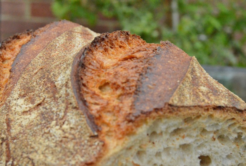 crisp, homecook, home cooking, home cook, cookery, meals, foodie, food, fdblogger, blogger, food blogger, foodblogger, baking, cooking, recipe, philip, philipfriend, philip friend, bakeoff, bake off, great british bake off, GBBO, food, foodie, Britain's Best Home Cook, Britains Best Home Cook, Britainsbesthomecook, bbc, bbc1, bbc 1, television, tv, tv cook, tvcook, tv chef, chef, cook, besthomecook, best home cook, final, finalist, UK, Surrey, dough, bread, realbread, real bread, sourdough, starter, comfort, comfort food, comfortfood, fennel, ale, beer, loaf