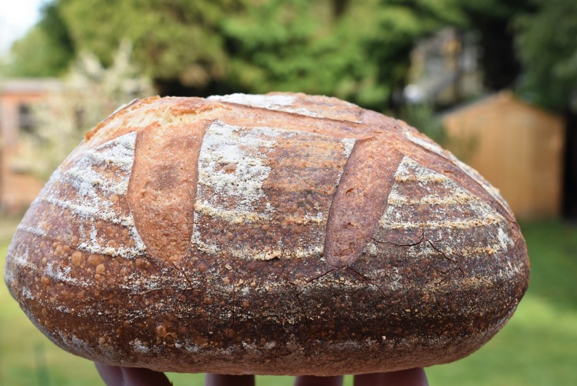 sourdough, bread, wild yeast, wildyeast, boule, loaf, baking, cooking, fermentation, bulkfermentation, bulk fermentation, realbread, real bread, artisanal, artisan, sourdough, sourdough, baking. delicious, food, foodie, recipe, homecook, philip, philipfriend, bakingfanatic, britainsbesthomecook, britains best home cook, britains' best home cook, britain's best home cook, philip friend, surrey, bbc, bbhc, cook, chef, cooking, bbcone, bbc1, bbc, besthomecook, best home cook