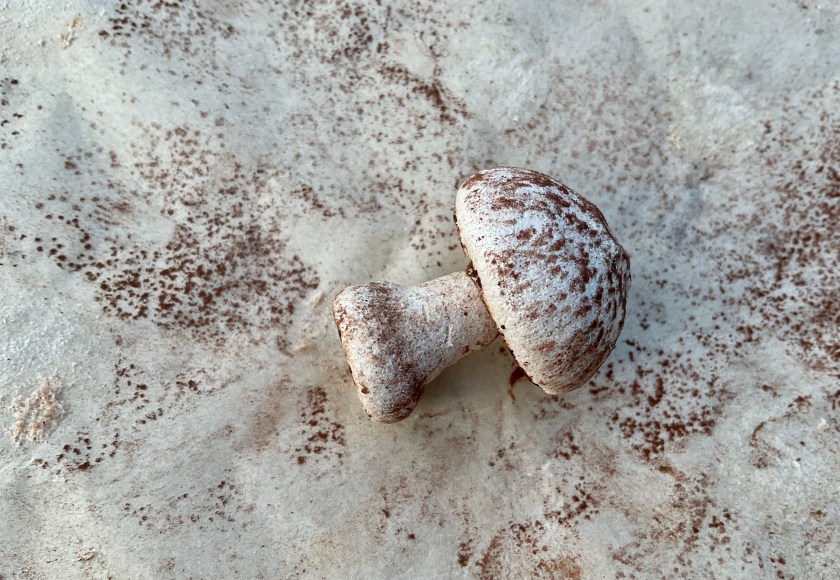 Mocha, coffee, chocolate, meringue, mushrooms, mushroom, cake, baking, decorating, cake decorating, food, foodie, recipe, cooking